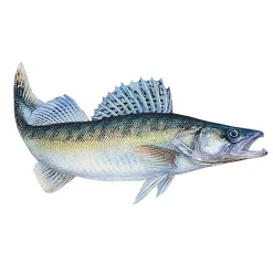 Jenzi Fisch Aufkleber ca.15cm Zander