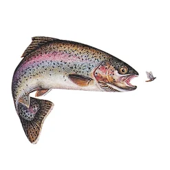 Jenzi Fisch Aufkleber ca.15cm Regenbogenforelle