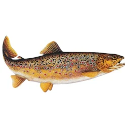 Jenzi Fisch Aufkleber ca.15cm Bachforelle