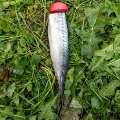 Zeck DB Pop Up Half-Ball 2pcs Auftriebskörper